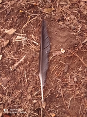 Aves