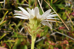 Celmisia glandulosa