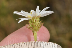 Celmisia glandulosa
