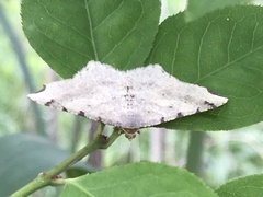 Macaria shanghaisaria