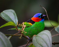 Tangara cyanocephala