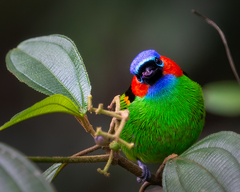 Tangara cyanocephala