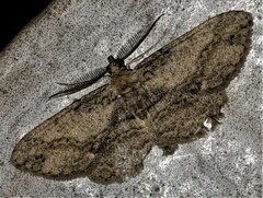 Syneora odontosticha