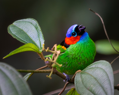 Tangara cyanocephala