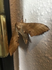 Marumba sperchius