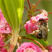 Colletes bradleyi - Photo (c) Max McCarthy, some rights reserved (CC BY-NC), uploaded by Max McCarthy