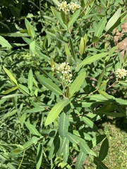 Apocynum