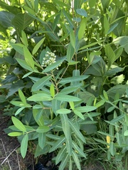 Apocynum