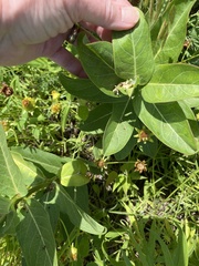 Asclepias sullivantii