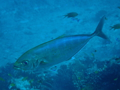 Craterognathus plagiotaenia