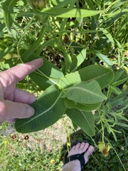 Asclepias sullivantii