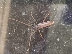 Aneflomorpha lineare