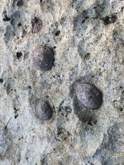 Siphonaria naufragum