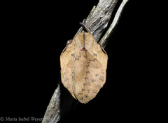 Travassosula subfumata