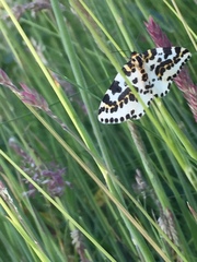 Abraxas grossulariata