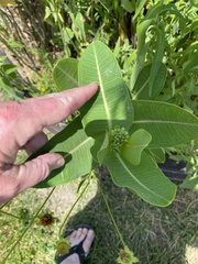 Asclepias sullivantii