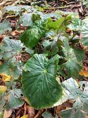 Begonia obliqua