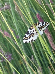 Abraxas grossulariata