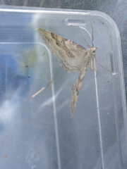 Xanthorhoe montanata