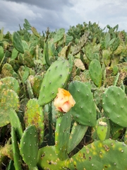 Opuntia bonaerensis