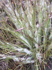 Danthonia unispicata