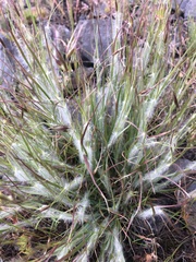 Danthonia unispicata