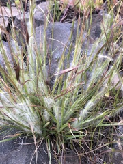 Danthonia unispicata