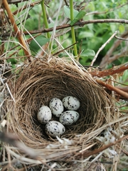 Emberiza variabilis
