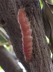 Litoprosopus coachella