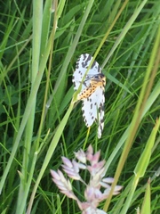 Abraxas grossulariata