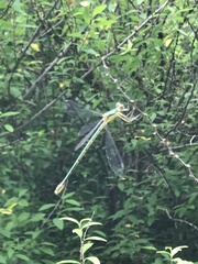 Lestes sponsa
