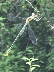 Lestes sponsa