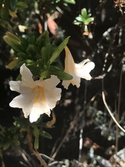 Diplacus grandiflorus