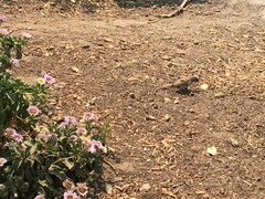 Passer domesticus