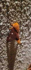 Anisota pellucida