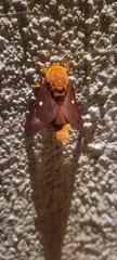 Anisota pellucida