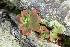 Hylotelephium telephioides