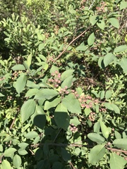 Amelanchier spicata