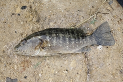 Lutjanus griseus