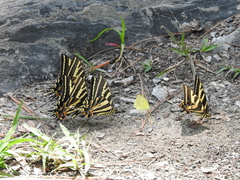 Papilio pilumnus