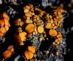 Anthracobia muelleri