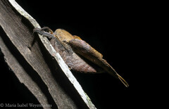 Travassosula subfumata