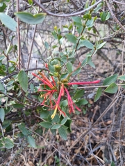 Tristerix corymbosus