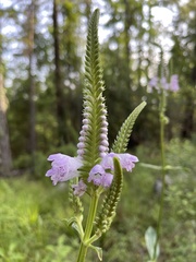 Physostegia digitalis
