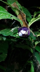 Palicourea apoda