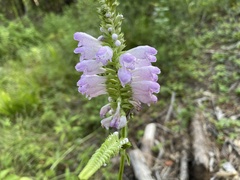Physostegia digitalis