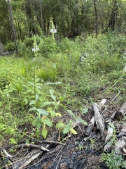 Physostegia digitalis