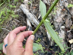 Physostegia digitalis