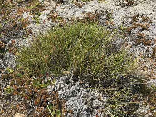 Image of Carpet Grass (Chionochloa australis) by (c) Pieter Pelser, some rights reserved (CC BY)