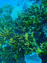Millepora tenera